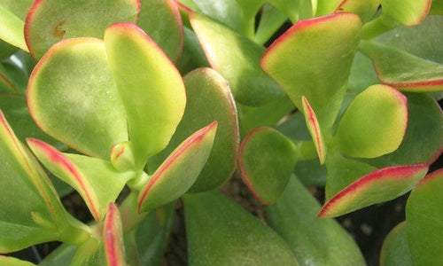 Crassula Ovata (Jade)