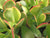 Crassula Ovata (Jade)