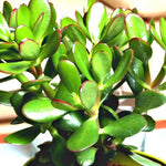 Crassula Ovata (Jade)
