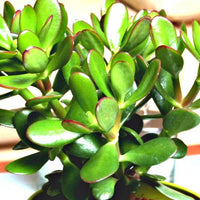 Crassula Ovata (Jade)