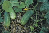 Organic Cucumber Nati