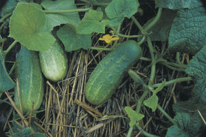 Organic Cucumber Nati