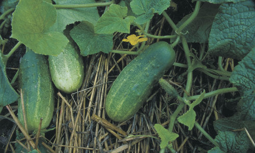 Organic Cucumber Nati