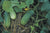 Organic Cucumber Nati