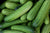 Organic Cucumber-Offer
