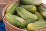 Organic Cucumber Nati