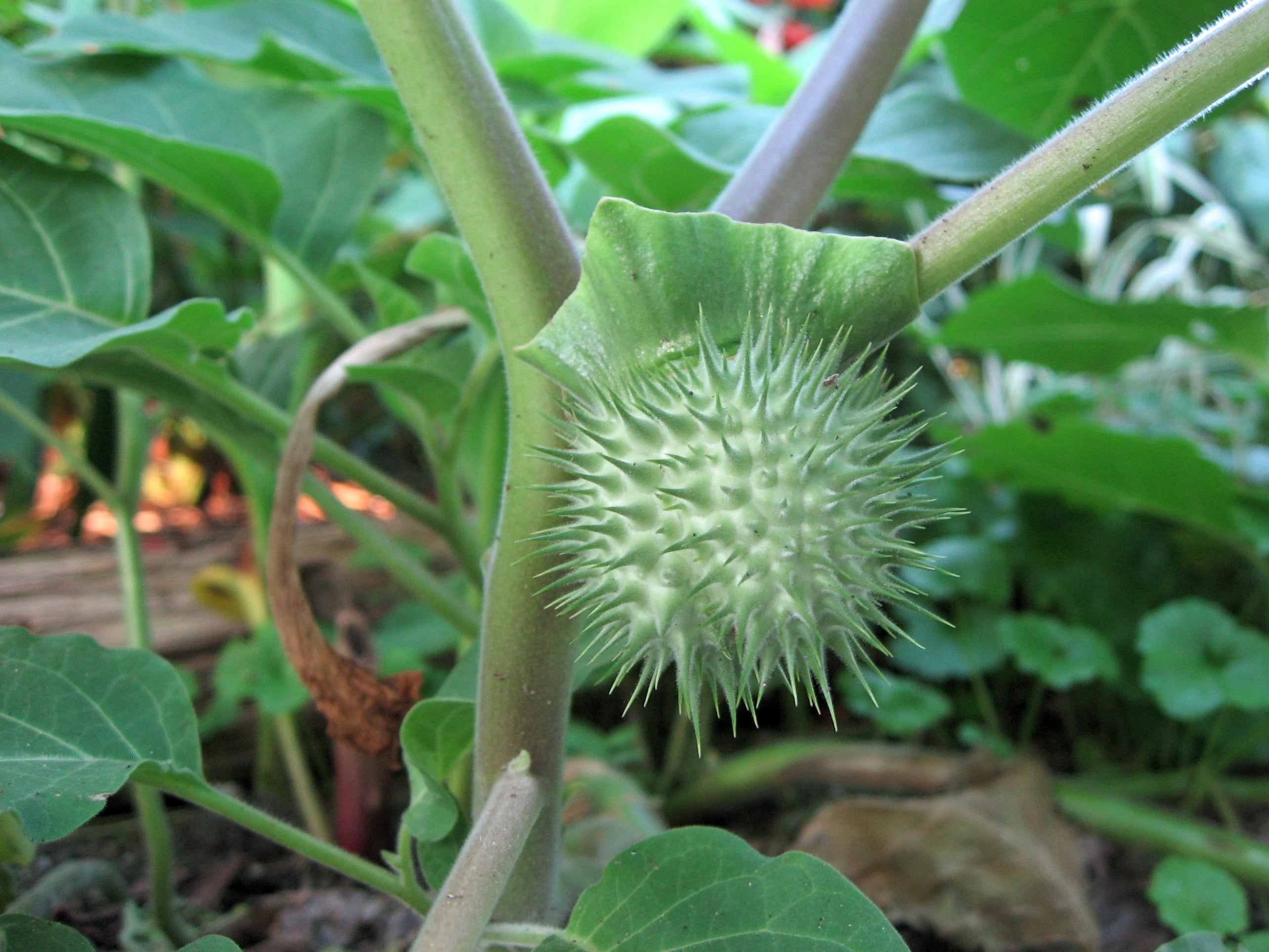 Organic Datura Fruit GreenDNA® India