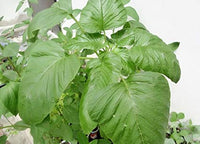 Organic Dantu (big leaves)