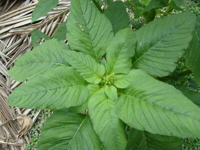 Organic Dantu (big leaves)