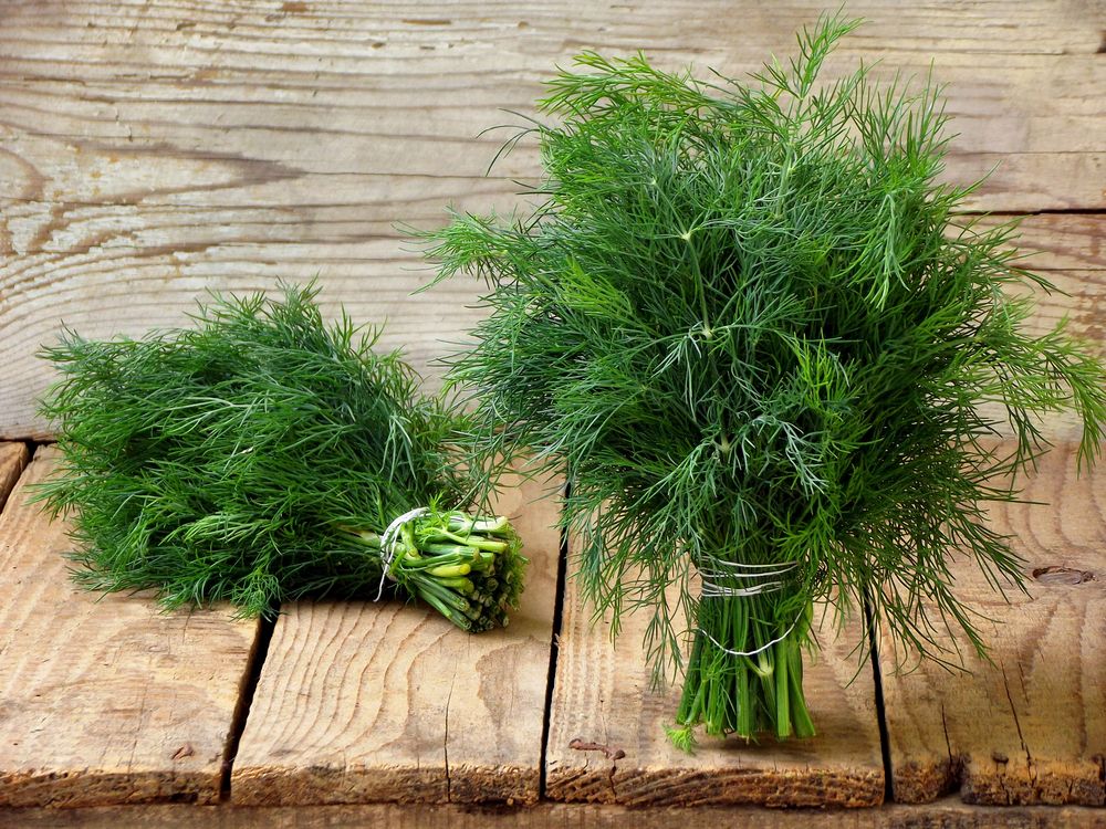 Organic Dill Leaves GreenDNA® India