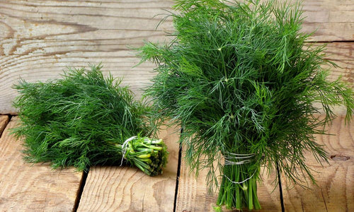 Organic Dill Leaves