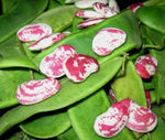 Organic Indian Double Beans