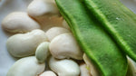 Organic Lima Bean / Double Bean
