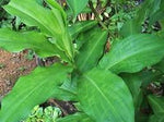 Organic Insulin leaves