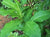 Organic Insulin leaves