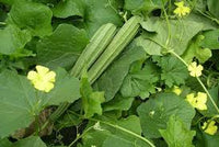 Organic Ridge gourd -Offer