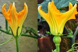 Organic Pumpkin Flower