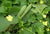 Organic Ridge gourd -Offer