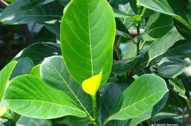 Organic Jackfruit leaves