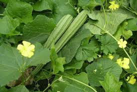 Organic Ridge gourd