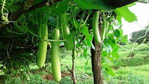 Organic Bottle gourd long