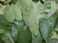 Organic Graviola (Soursop) Dried Leaves
