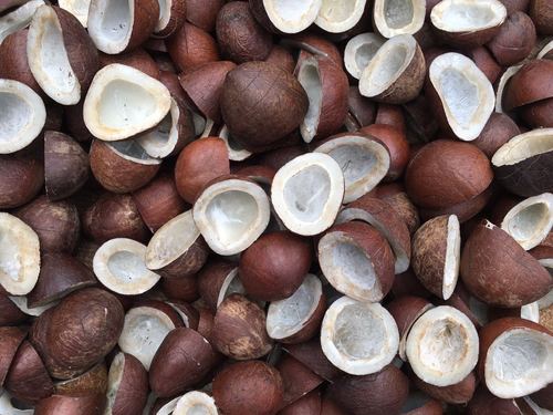 Organic Dry coconut – GreenDNA® India