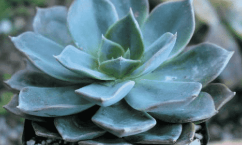 Echeveria Blue Prince