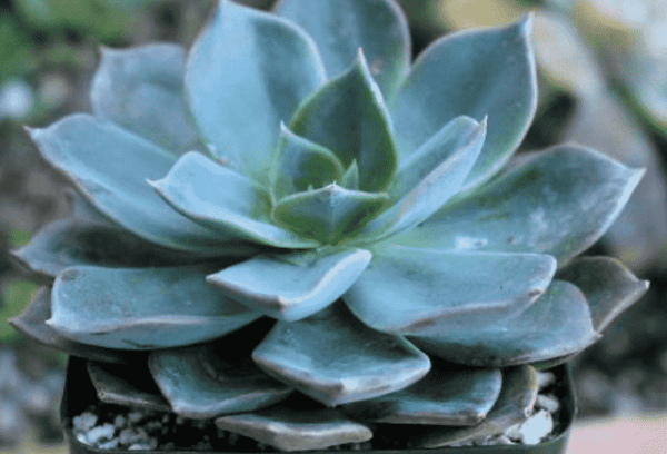 blue prince succulent Echeveria Blue Prince – GreenDNA® India