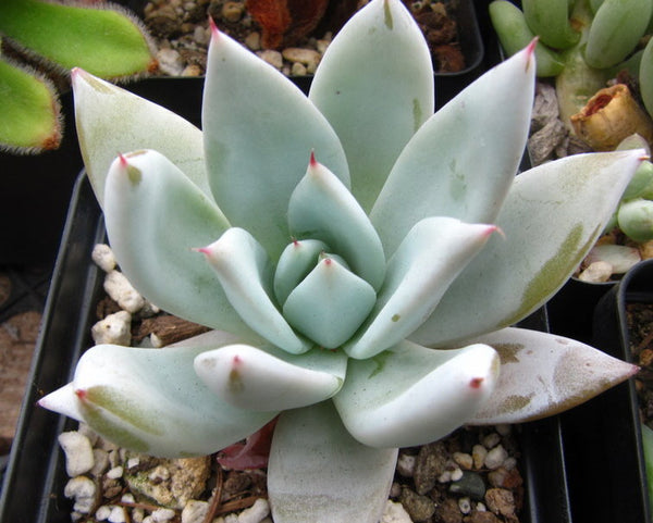 Echeveria Colorata