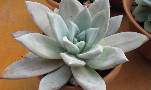 Echeveria Colorata