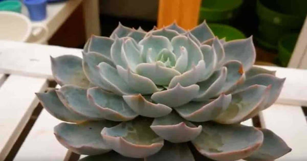 Echeveria Brown Beauty