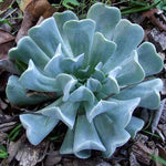 Echeveria Topsy Turvy-Succulent