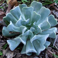 Echeveria Topsy Turvy-Succulent