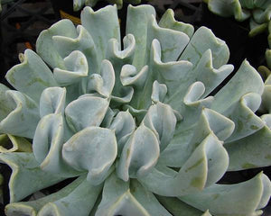 Echeveria Topsy Turvy-Succulent