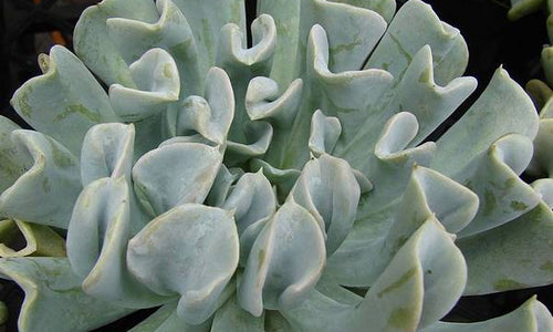 Echeveria Topsy Turvy-Succulent