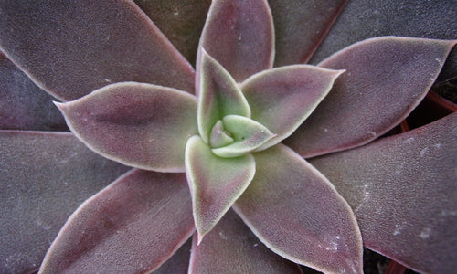 Echeveria Lavender