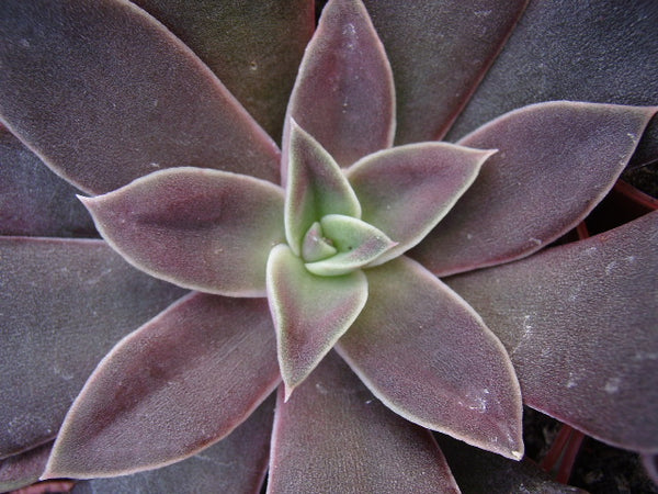 Echeveria Lavender