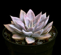 Echeveria silver queen