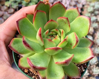 Echeveria Rubra