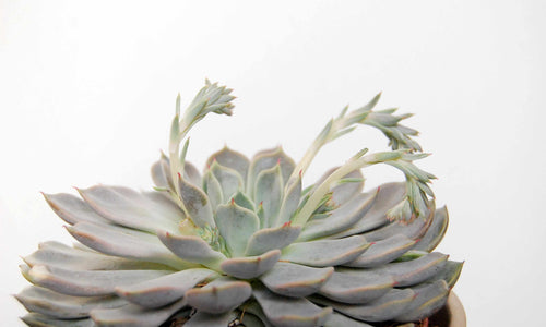Echeveria Elegans Snowballs