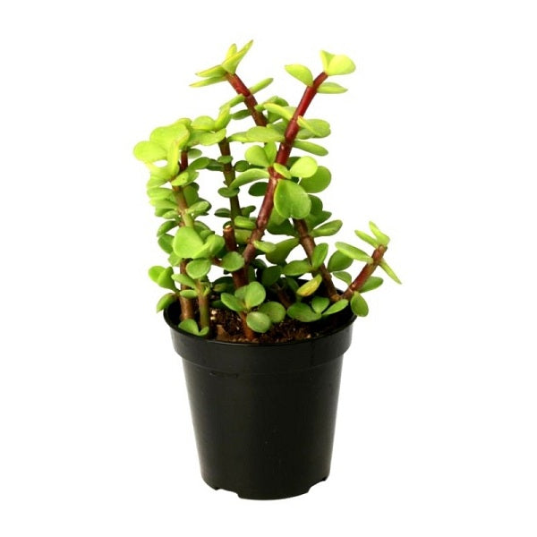 Elephant Bush (Jade)