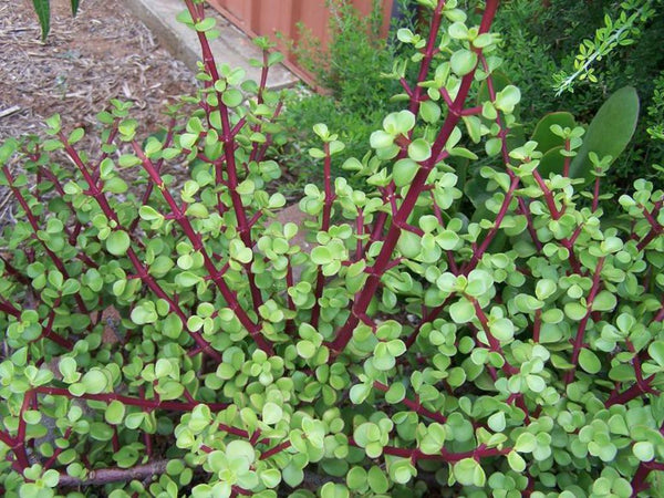 Elephant Bush (Jade)