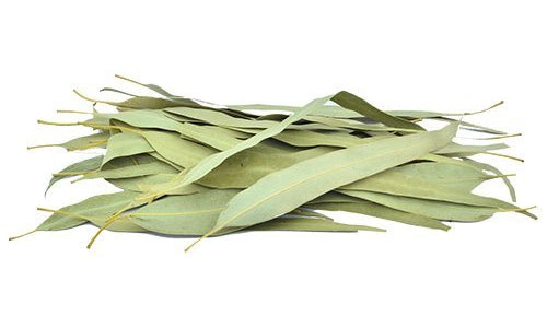 Organic Eucalyptus Leaves(Dried)