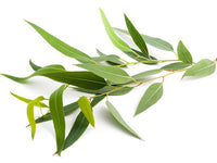 Organic Fresh Eucalyptus Leaves