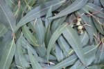 Organic Fresh Eucalyptus Leaves