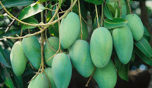 Organic Fazli Mango