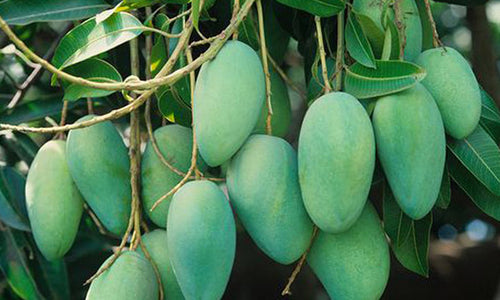 Organic Fazli Mango