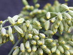 Organic Fresh Fennel Seeds