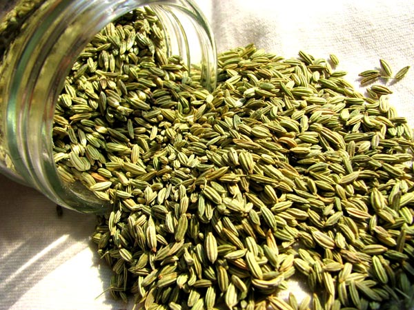 Fennel Seeds Fennel Seeds